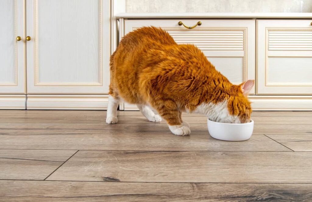 How Much Should a Cat Weigh? Ideal Cat Weight